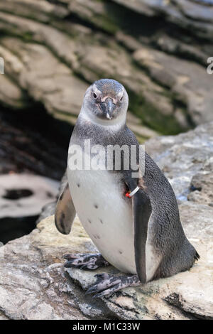 Di inanellare Magellanic penguin nel giardino zoologico, con un contrassegno sul parafango Foto Stock