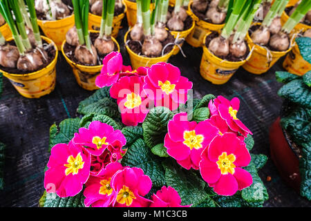 Primula, primrose, polyanthus, primule e narcisi in vasi Foto Stock