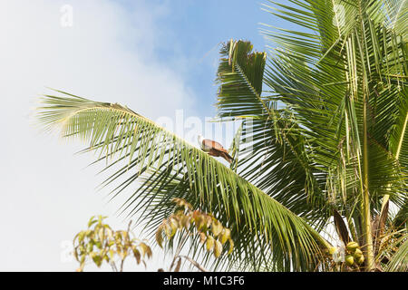 Madu Ganga, Balapitiya, Sri Lanka - un gigantesco Sea Eagle seduti su un Palm tree lasciare Foto Stock