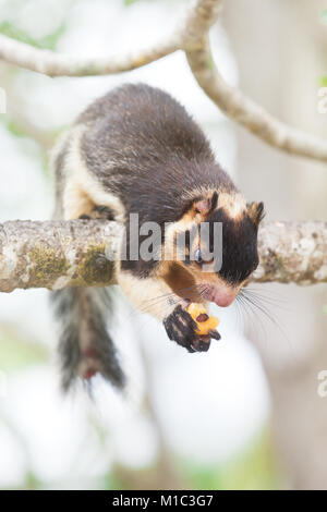 Madu Ganga, Balapitiya, Sri Lanka - Close-up di un gigante indiano scoiattolo seduto sul ramo Foto Stock