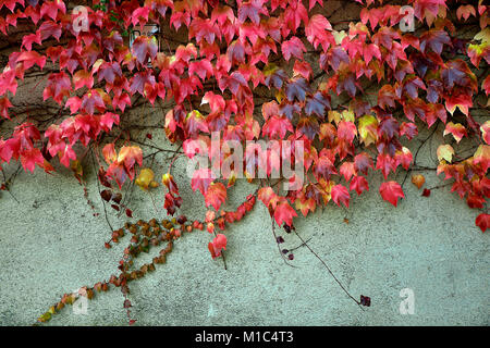 Colorate di rosso e verde edera sul muro in autunno. Nizza per lo sfondo o la texture Foto Stock