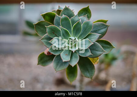 Miniatura Piante grasse (succulenta cactus) presso il giardino con il fuoco selettivo Foto Stock