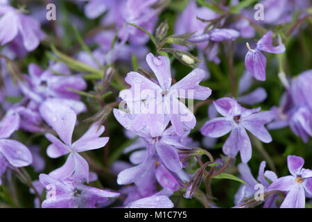Close-up di blu phlox woodland Foto Stock