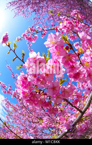 Kawazu fiori di ciliegio, Giappone Foto Stock