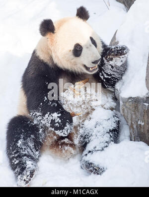 Nanjing, cinese della provincia di Jiangsu. 29 gen, 2018. Un panda gigante gioca nella neve a Hongshan Zoo Foresta in Nanjing East cinese della provincia di Jiangsu, 29 gennaio, 2018. Credito: Su Yang/Xinhua/Alamy Live News Foto Stock