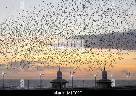 Blackpool, Lancashire. Regno Unito Meteo. Il 29 gennaio 2018. Glorioso tramonto sul molo nord come storni raccogliere a Blackpool come crepuscolo approcci. Decine di migliaia di questi uccelli migratori si radunano sul foreshore prima di volare a loro posatoi nel relativo riparo del molo struttura. Credito: MediaWorldImages/AlamyLiveNews. Foto Stock