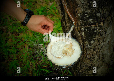 Toccando la gomma da un albero di gomma in una piantagione di gomma in Isola Koh Yao Noi in Thailandia. 20-Gen-2018 Foto Stock