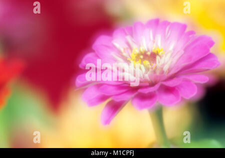 Zinnia comune, blossom / (Zinnia elegans) | Zinnie, Bluete / (Zinnia elegans) Foto Stock