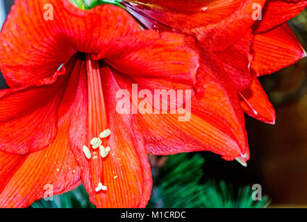 Red amaryllis blossom (Hippeastrum) Foto Stock