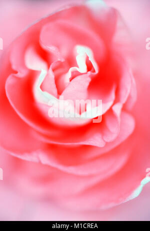 Giardino Rose, blossom dettaglio | Rose, Bluetendetail Foto Stock