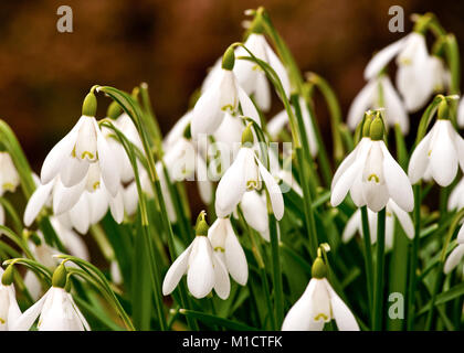 Snowdrops (Amaryllidaceae) indicano il benvenuto prima segni di primavera Foto Stock
