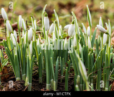 Snowdrops (Amaryllidaceae) indicano il benvenuto prima segni di primavera Foto Stock