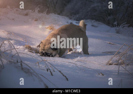 Cane (PUG) boati la sua testa nella neve Foto Stock