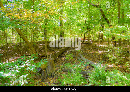 Una vista nel bosco rivela lussureggiante paesaggio verde illuminato dal sole. Ci sono un paio di alberi caduti rivelando la vera bellezza della foresta. Foto Stock