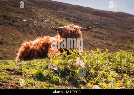 Un basso angolo immagine di una mucca Highland giacente in corrispondenza del lato della strada sulla penisola di Applecross, Scozia. Il 26 maggio 2016. Foto Stock