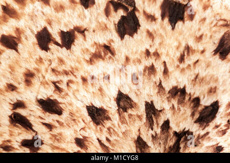 Una macro immagine di Dryad sella del fungo Polyporus squamosus, aka fagiani torna fungo. 09 giugno 2012, Foto Stock