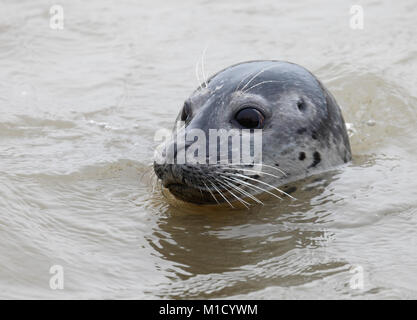 Guarnizione comune Phoca vitulina nell'acqua a Brancaster sulla costa di Norfolk. Foto Stock