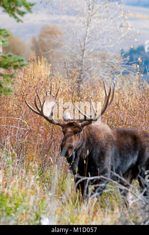 Trofeo bull moose (Alces alces) nel Parco Nazionale di Grand Teton, Wyoming Foto Stock