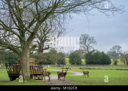Gruppo di cervo (Cervus elaphus) nel nuovo Parco Nazionale Foreste, Hampshire, Inghilterra, Regno Unito Foto Stock