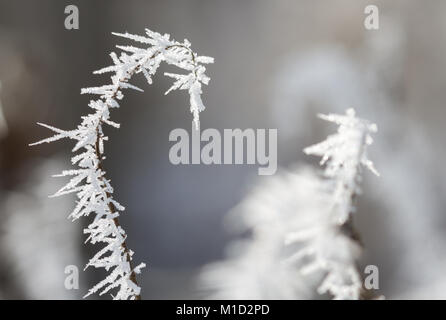 Primo piano di rami smerigliati ricoperti da cristalli di ghiaccio e ghiaccio nella stagione invernale - dettagli astratti naturali. Foto Stock