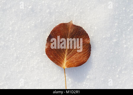 Foglie autunnali asciutte adagiate sulla neve fresca d'inverno – concetto stagionale che mostra il passaggio dall'autunno all'inverno in natura. Foto Stock