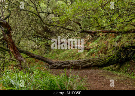 Sentiero escursionistico, Rabacal-Tal, centrale Monti, Madeira, Portogallo, Wanderweg, Zentralgebirge Foto Stock