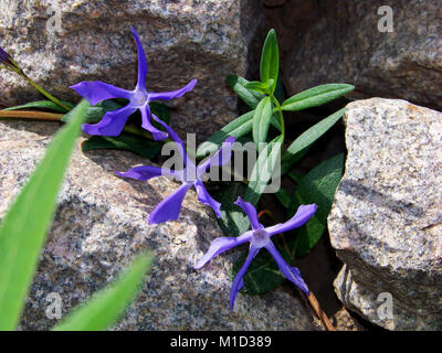 Tre isolati dancing gargan campanule sulle pietre sfondo grigio close-up Foto Stock