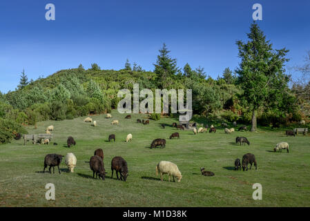 Pecore al pascolo su Pico do Arieiro, centrale Monti, Madeira, Portogallo, Schafsweide am Pico do Arieiro, Zentralgebirge Foto Stock
