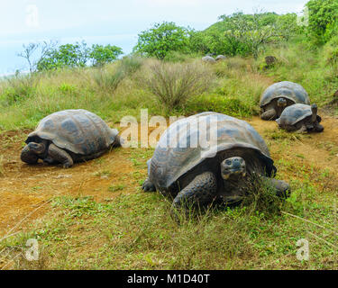 Tartarughe Giganti la migrazione su Alcedo vulcano Crater Rim su Isabela island, Galapagos Foto Stock