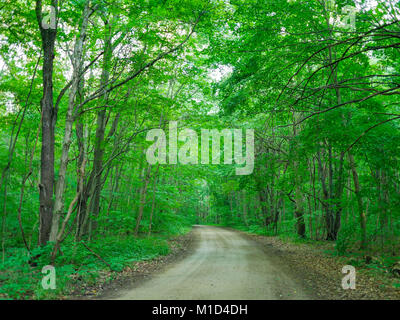 Strada sterrata attraverso la foresta. Warren boschi del Parco Statale, Michigan. Foto Stock