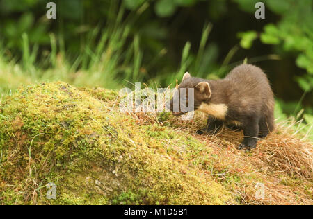 Una splendida martora (Martes martes) seduto su un tumulo di muschio nelle Highlands della Scozia. Foto Stock
