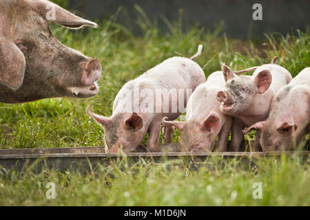 I Paesi Bassi, Kortenhoef, suini. Scrofa e suinetti. Foto Stock