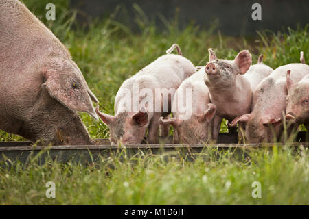 I Paesi Bassi, Kortenhoef, suini. Scrofa e suinetti. Foto Stock