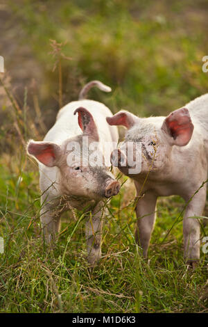 I Paesi Bassi, Kortenhoef, suini. I suinetti. Foto Stock