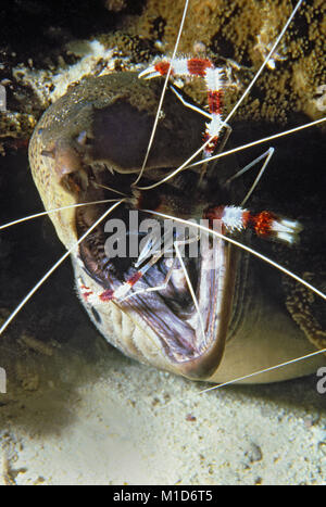 La stazione di pulizia, nastrati Coral Gamberetti (Stenopus hispidus) pulisce una murena gigante (Gymnothorax javanicus), isole delle Maldive, Oceano Indiano, Asia Foto Stock