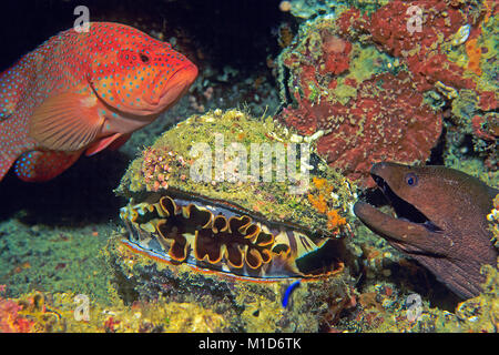 Coral raggruppatore (Cephalopholis miniata), spinoso ostrica (Spondylos varius) e Murena Gigante (Gymnothorax javanicus) in corrispondenza di una barriera corallina, isole delle Maldive Foto Stock