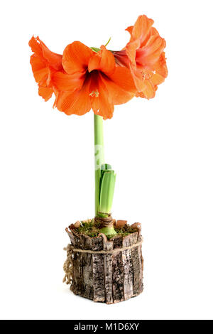 Amaryllis in vaso di fiori bianchi su sfondo isolato Foto Stock