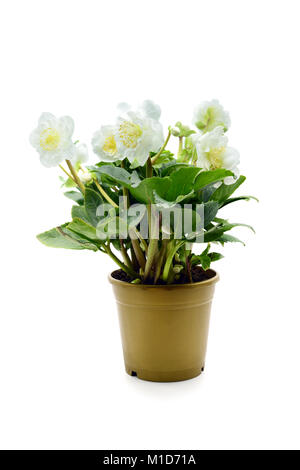 L'elleboro bianco vaso di fiori bianchi su sfondo isolato. Foto Stock