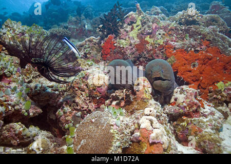 Due murene giganti (Gymnothorax javanicus) vivere insieme e barriera corallina a isole delle Maldive, Oceano Indiano, Asia Foto Stock