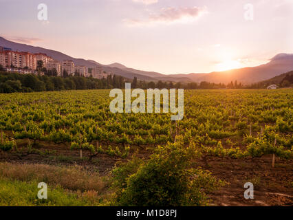 Crimea uva che cresce al tramonto Foto Stock