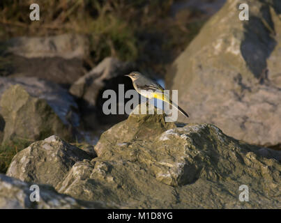 Grigio, wagtail Motacilla cinerea / Motacilla melanope, maschio rovistando sulle rocce sul bordo della baia di Morecambe, Lancashire, Regno Unito Foto Stock