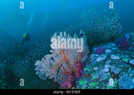 Seascape colorato e barriera corallina con seafan circondato da aureola di Glassfish e coralli molli, subacqueo in acqua blu sullo sfondo. Richelieu Rock in t Foto Stock