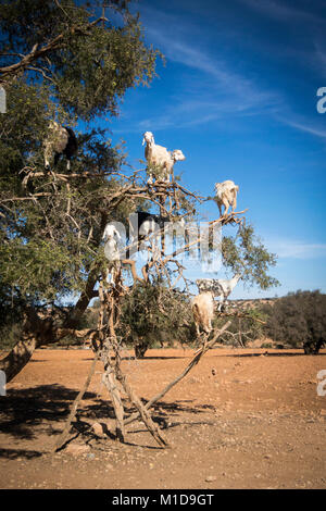 Tamri capre climing su alberi di argan in Marocco, Africa. L'olio di Argan è prodotta usando i semi di alberi ed è utilizzata per la cura della pelle, cosmetici e Foto Stock