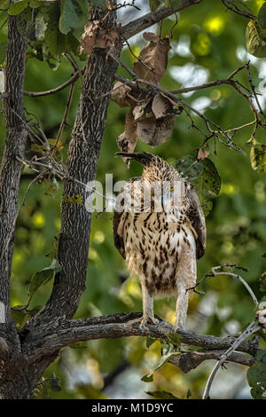 Adulto wild modificabile Hawk Eagle o Crested Hawk-Eagle, Nisaetus cirrhatus, appollaiato su un ramo di albero, Bandhavgarh National Park, Madhya Pradesh, India Foto Stock