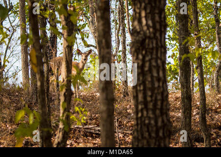 Timido Sambar cervi, Rusa unicolor, spiata da dietro gli alberi di Sal nella foresta di Bandhavgarh National Park, Tala, Madhya Pradesh, India Foto Stock