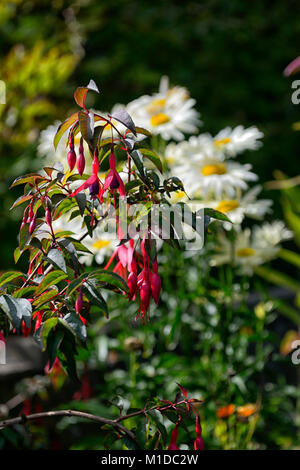 Fuchsia magellanica,rosso,viola,fiore,fiori,fioritura,arbusto,arbusti,shasta daisy,bianco,sfondo verde,giardino,giardino,giardinaggio,RM Floral Foto Stock