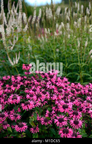 Monarda pizzo rosa,Veronicastrum virginicum roseum Pink Glow,rosa,fiori,fiore,fioritura,giardino,giardino,RM Floral Foto Stock