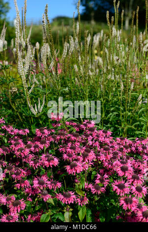Monarda pizzo rosa,Veronicastrum virginicum roseum Pink Glow,rosa,fiori,fiore,fioritura,giardino,giardino,RM Floral Foto Stock