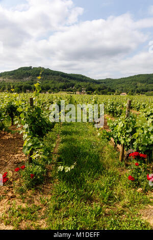 Passione La Francia fornisce gratuitamente per una notte una sosta ad un vigneto nella valle del Lot. 3 bottiglie di vino costa meno di una notte in un campeggio! Foto Stock