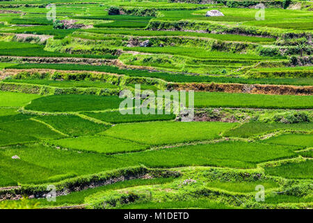 Lussureggiante millenaria risaie in varie tonalità di verde smeraldo maturano con riso in bianco in Sagada, Luzon, Filippine. Foto Stock